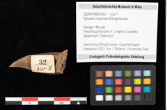 Foto (Objekt + Etikett) von Sphaeria daphnes Ettingshausen (NHMW-GEO-2024-0188-0032)